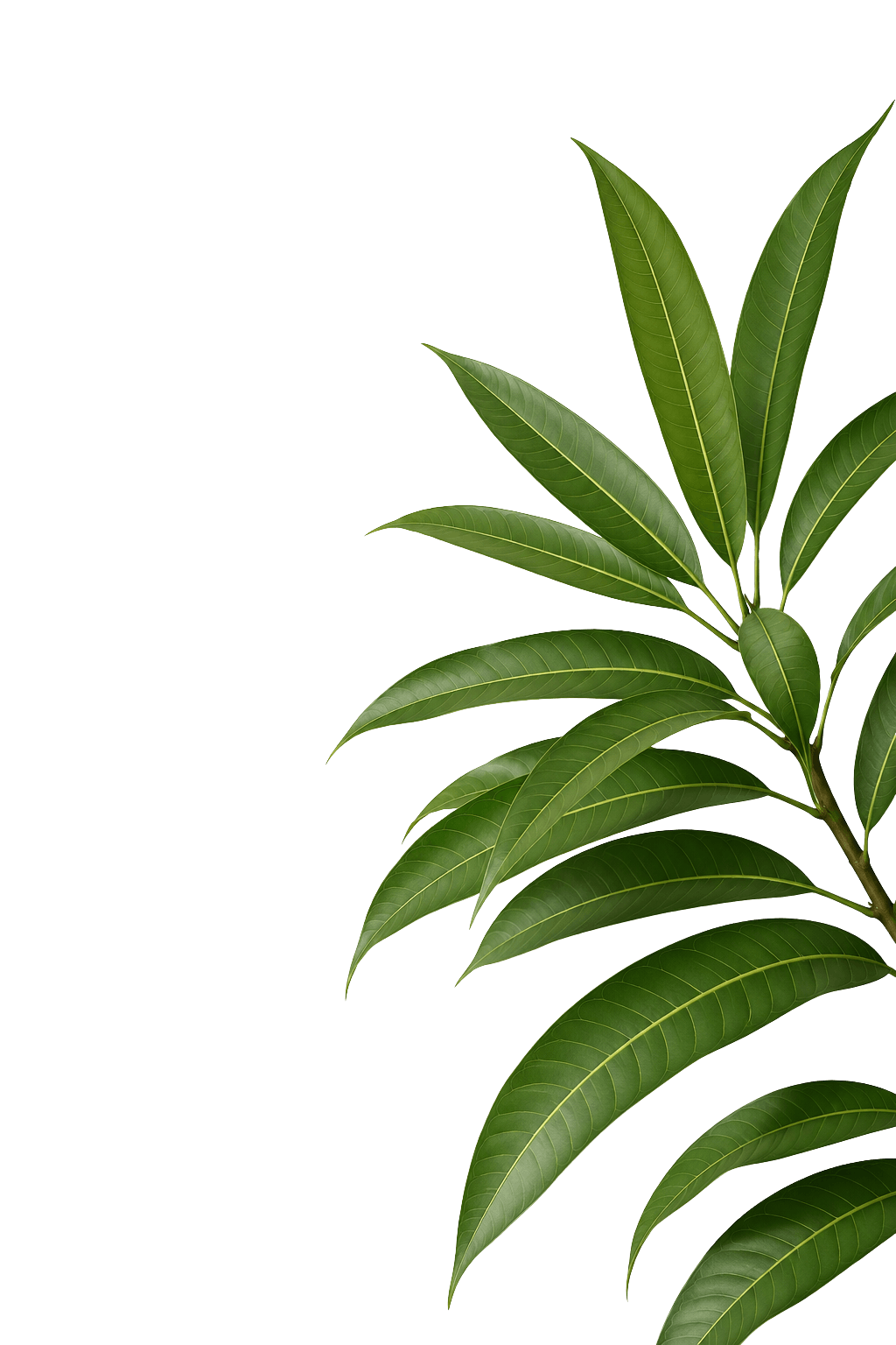 Manto Leaves